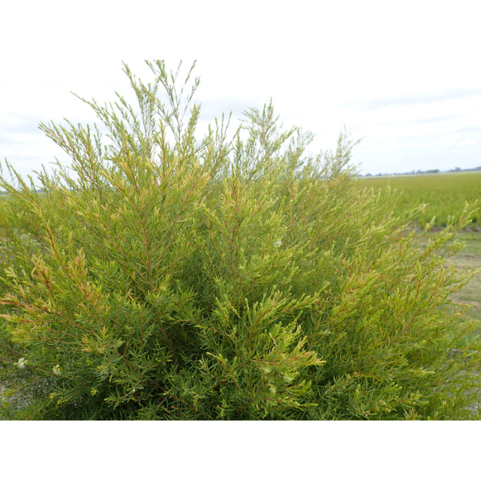 Teebaum BIO (Australien)